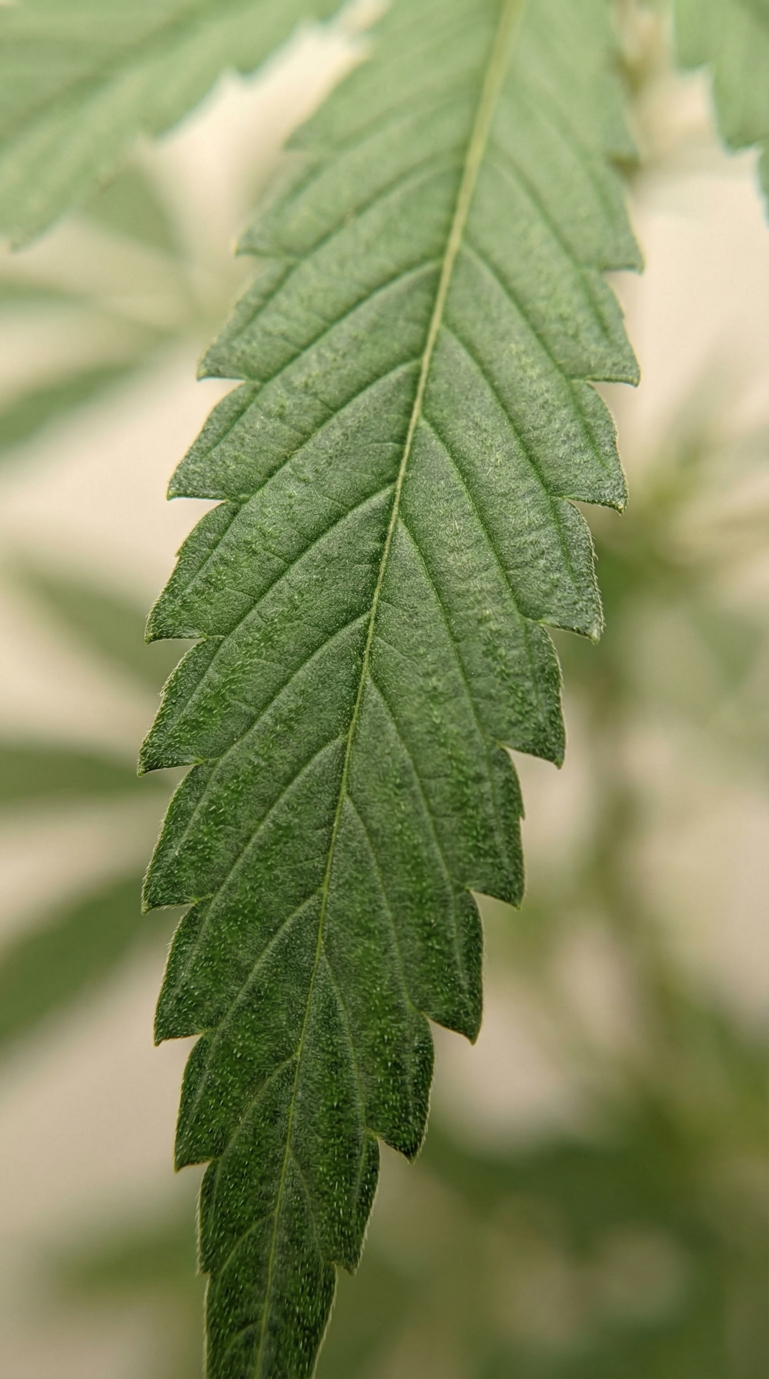 Hemp leaf detail